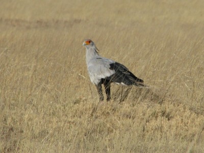 Serpentario o Segretario